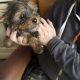 Yorkshire terrier pup for sale