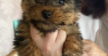 Yorkshire terrier pup for sale