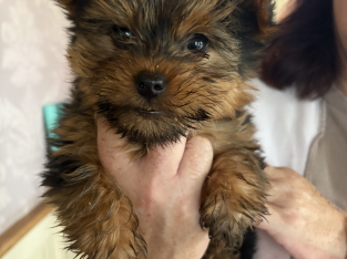 Yorkshire terrier pup for sale