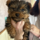 Yorkshire terrier pup for sale