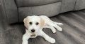 Cavachon – For Sale!!!