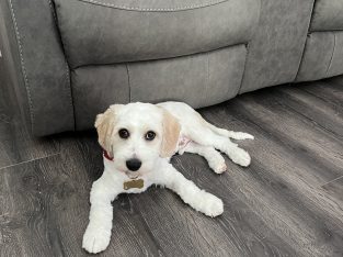 Cavachon – For Sale!!!