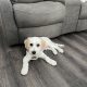 Cavachon – For Sale!!!