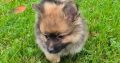 2 female Pomeranian puppies