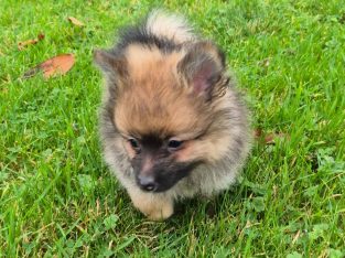 2 female Pomeranian puppies