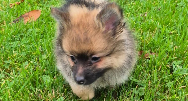 2 female Pomeranian puppies