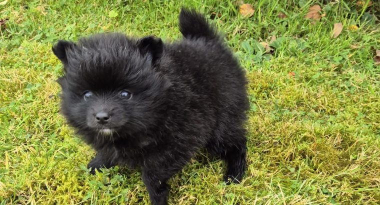 2 female Pomeranian puppies