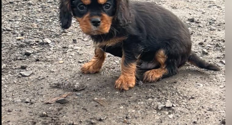 1 BOY LEFT*****Cavalier King Charles pups