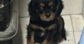 1 BOY LEFT*****Cavalier King Charles pups