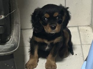 1 BOY LEFT*****Cavalier King Charles pups