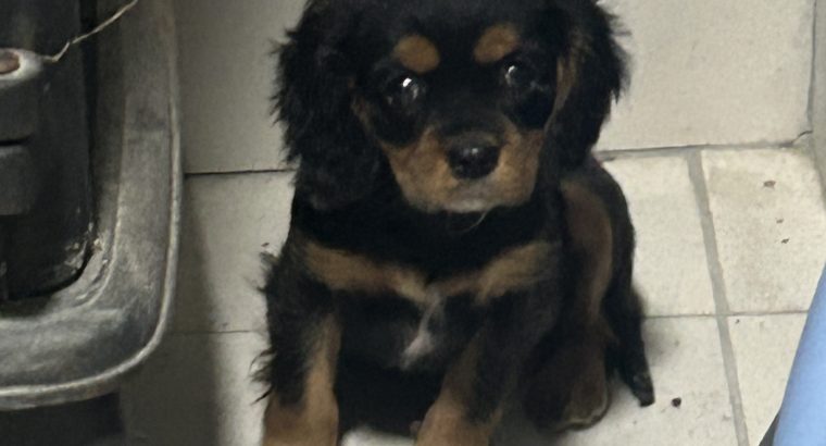 1 BOY LEFT*****Cavalier King Charles pups