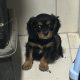 1 BOY LEFT*****Cavalier King Charles pups