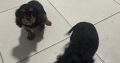 1 BOY LEFT*****Cavalier King Charles pups