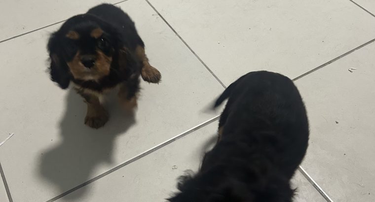 1 BOY LEFT*****Cavalier King Charles pups