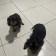 1 BOY LEFT*****Cavalier King Charles pups