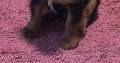 1 BOY LEFT*****Cavalier King Charles pups