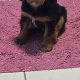 1 BOY LEFT*****Cavalier King Charles pups