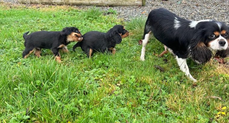 1 BOY LEFT*****Cavalier King Charles pups