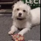 Maltese