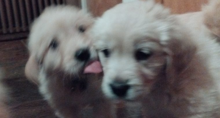 Adorable Golden Retriever Puppies