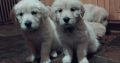 Adorable Golden Retriever Puppies