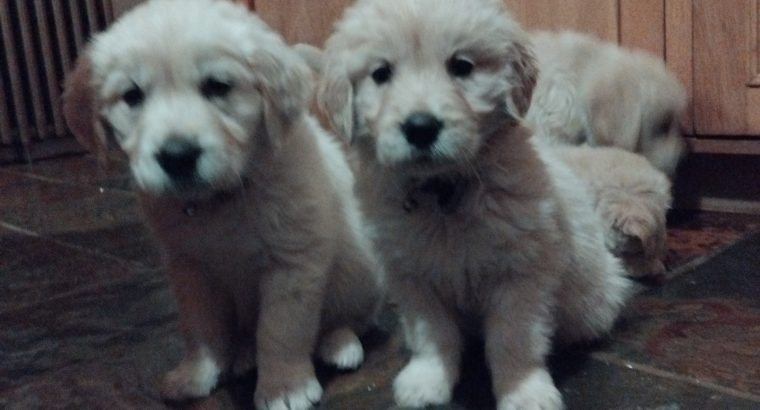 Adorable Golden Retriever Puppies