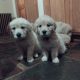 Adorable Golden Retriever Puppies