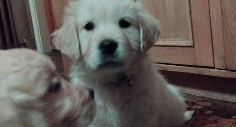 Adorable Golden Retriever Puppies