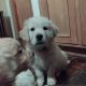 Adorable Golden Retriever Puppies