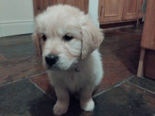 Adorable Golden Retriever Puppies