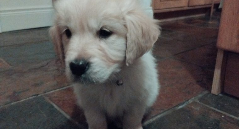 Adorable Golden Retriever Puppies