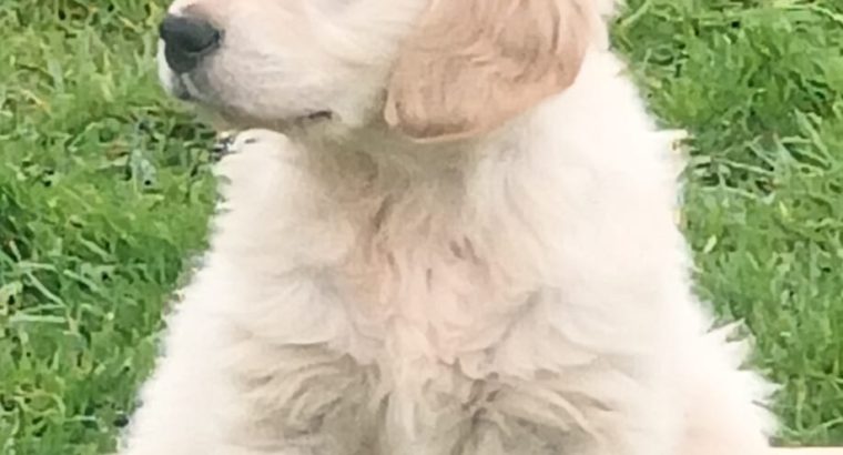 Adorable Golden Retriever Puppies