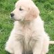 Adorable Golden Retriever Puppies