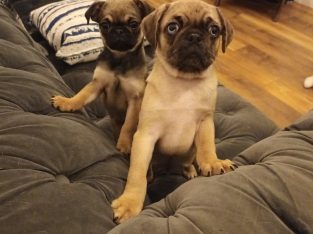 Pug x Chihuahua