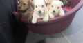 Irish soft coated Wheaten terriers