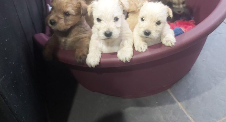 Irish soft coated Wheaten terriers