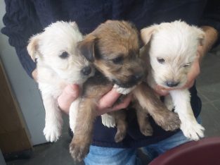 Irish soft coated Wheaten terriers