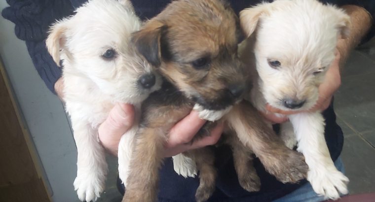 Irish soft coated Wheaten terriers