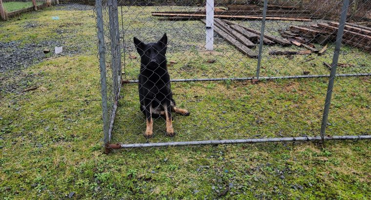 German shepard Dog Female