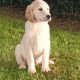 Adorable Golden Retriever Puppies