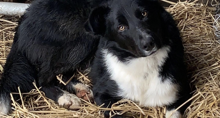 Collie pups