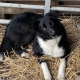 Collie pups