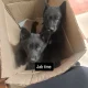 3 german sheppard pups