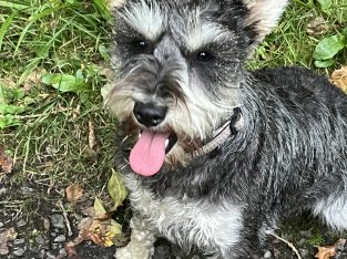 Miniature Schnauzer