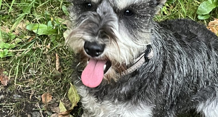 Miniature Schnauzer