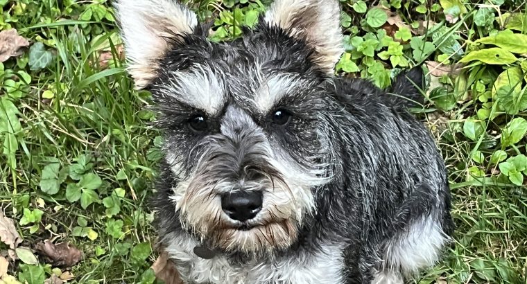 Miniature Schnauzer