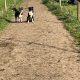 Collie pups