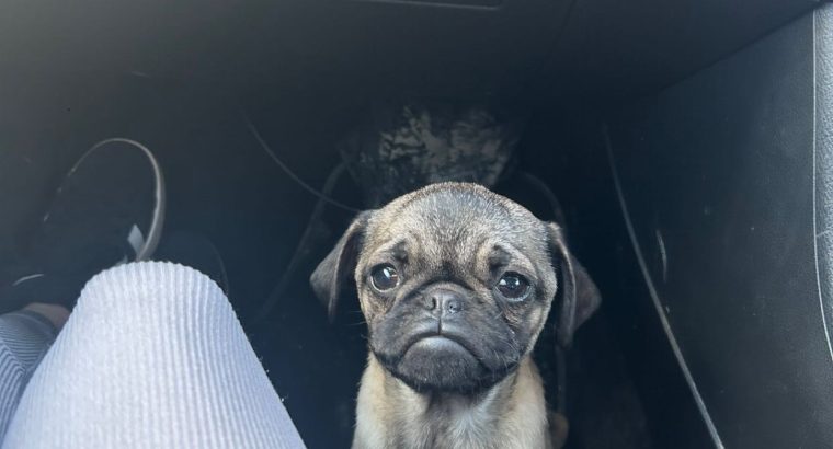 Pug