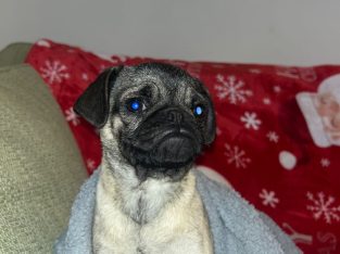 Pug