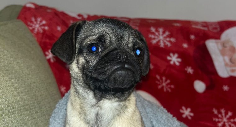 Pug